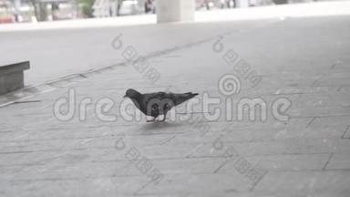 为了一只鸽子在一条城市街道的人行道上行走。 框架。 鸽子行走和啄食的慢动作。